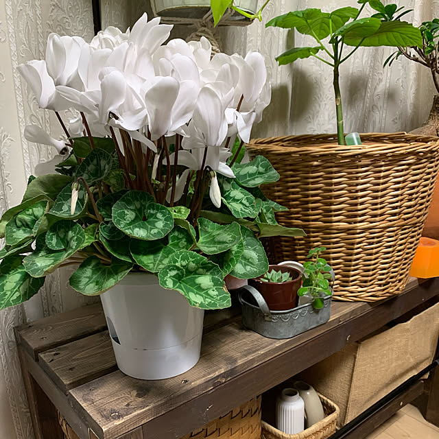 窓際のグリーン/好きな時間/鉢植え/すきなもの/みどりのある暮らし...などのインテリア実例 - 2022-11-19 08:39:50