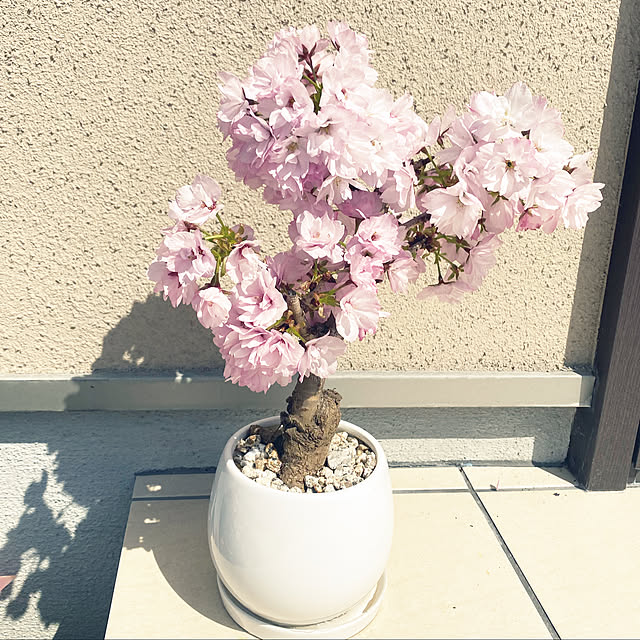 akoさんの実例写真