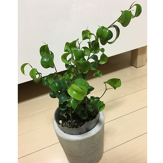 LuLuさんの実例写真