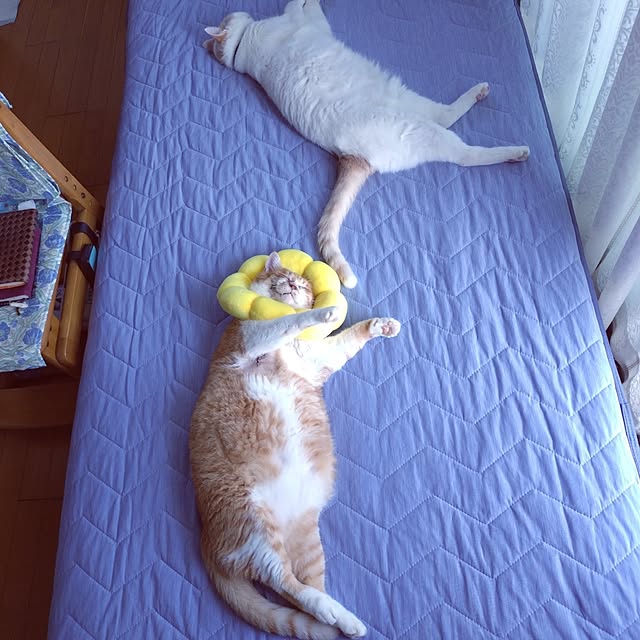 NOAHさんの部屋