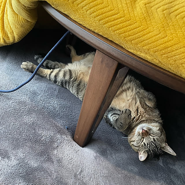 ねこのいる日常/猫のいる生活/こたつのある部屋/リビングのインテリア実例 - 2022-10-17 13:38:46