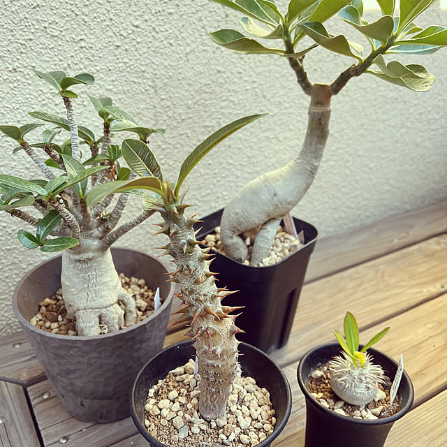 seiseiさんの実例写真