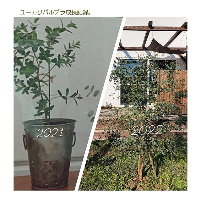 chiii13さんの実例写真