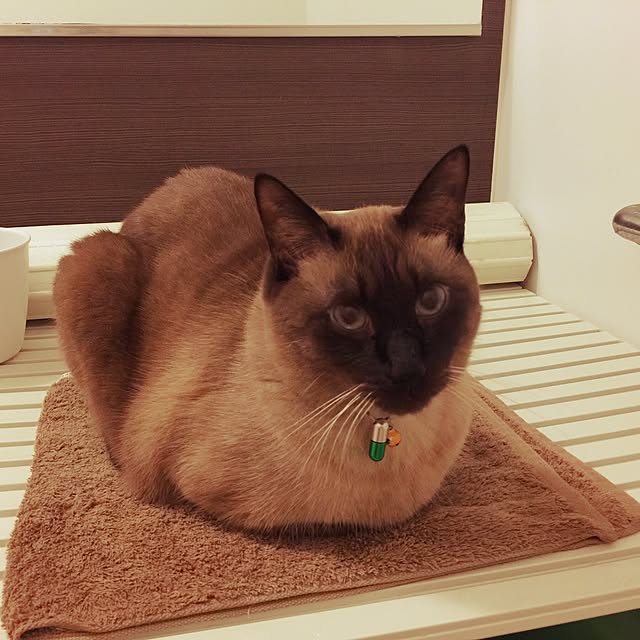 dodoさんの実例写真