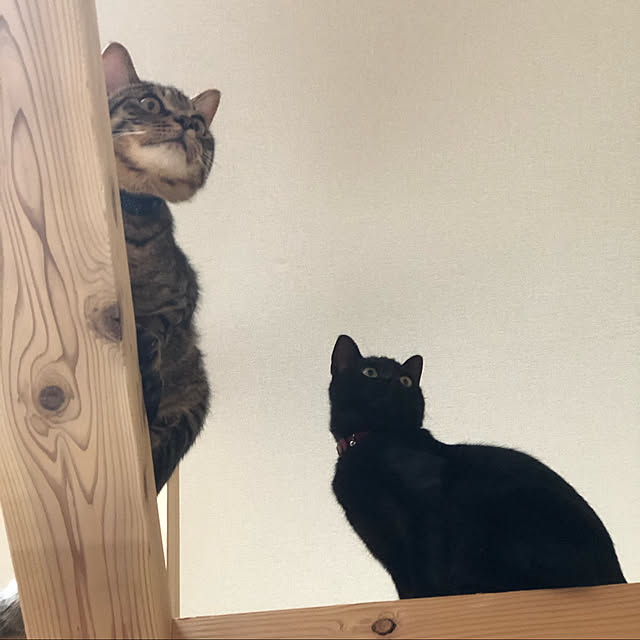 azukiさんの実例写真