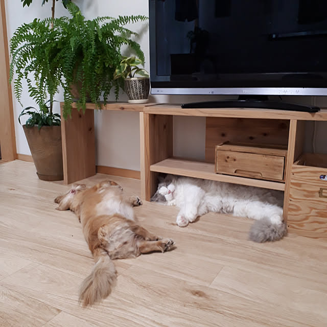 wakさんの実例写真