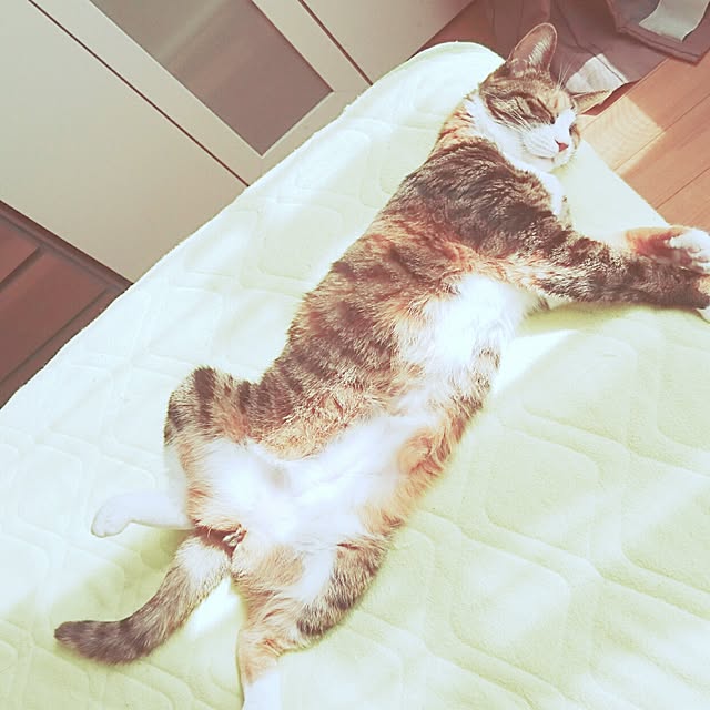 mofukoさんの実例写真