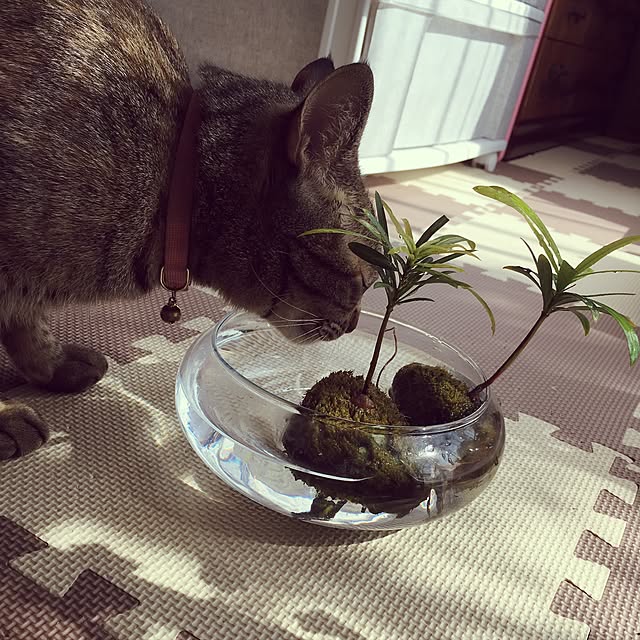 ema_panさんの実例写真