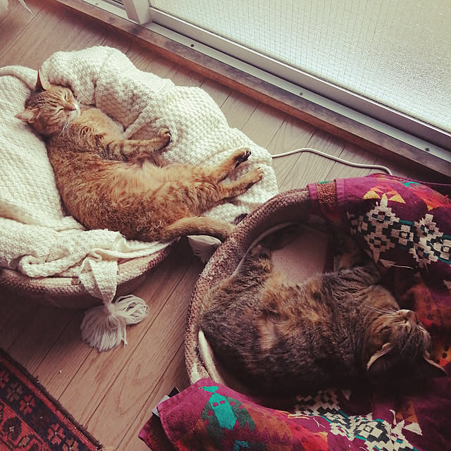 実例写真