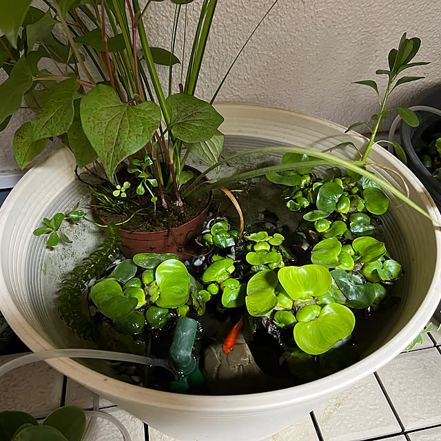 negiさんの部屋