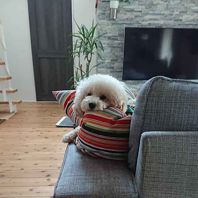 tomotomoさんの実例写真