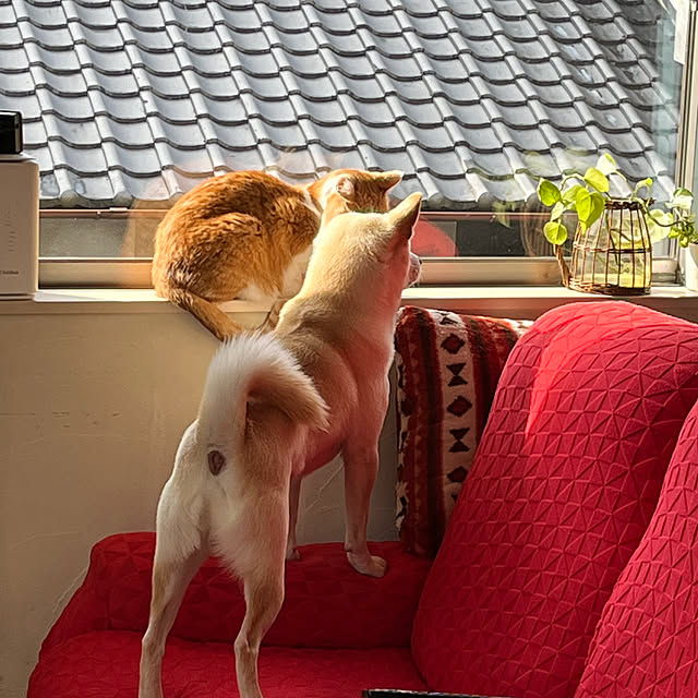 Toyomiさんの実例写真