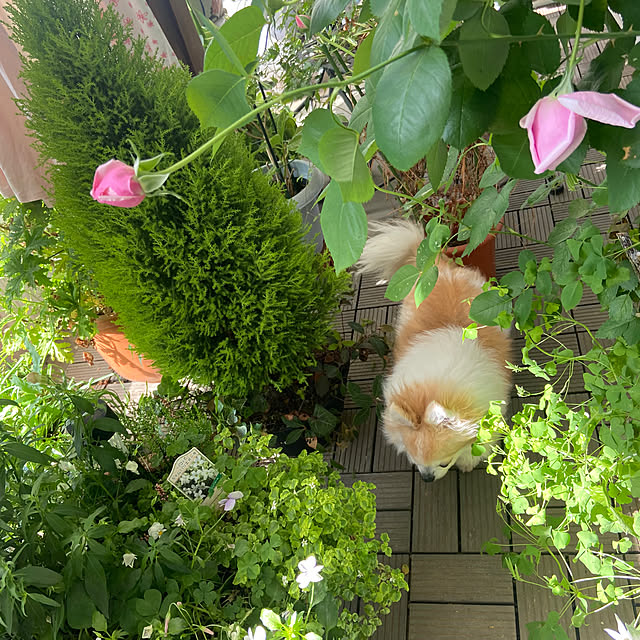 saraminさんの実例写真