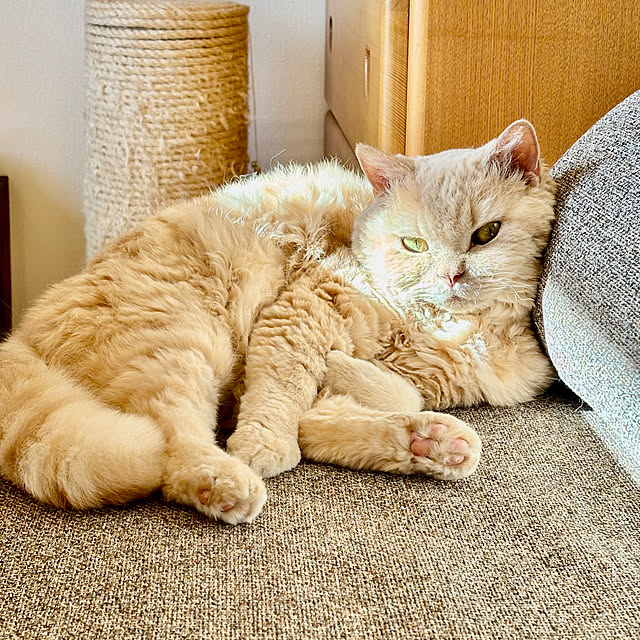 naokoさんの実例写真