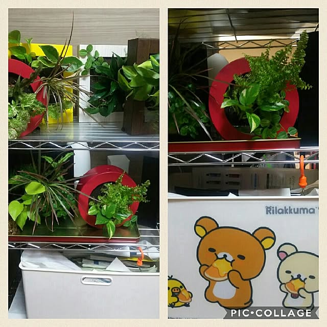 korilakkumausagiさんの実例写真