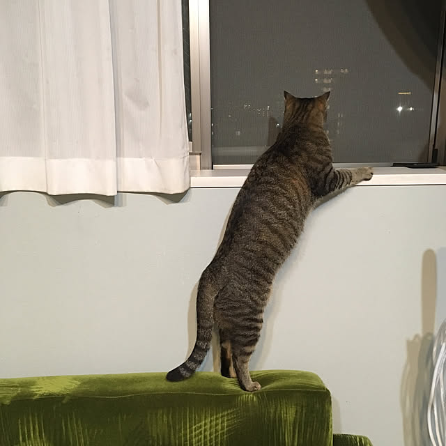 mikomaruさんの実例写真