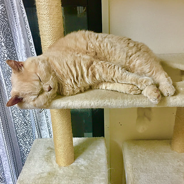 naokoさんの実例写真