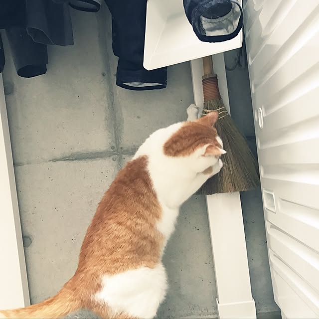 mashさんの実例写真