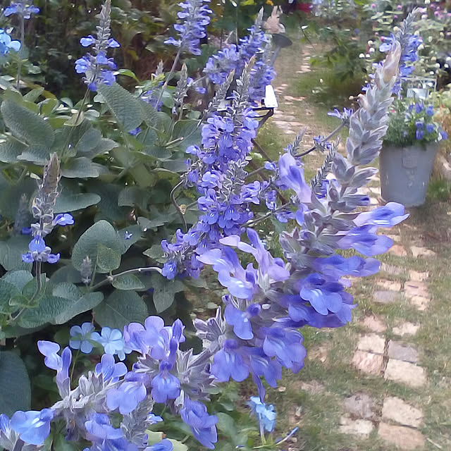 mariagardenさんの実例写真