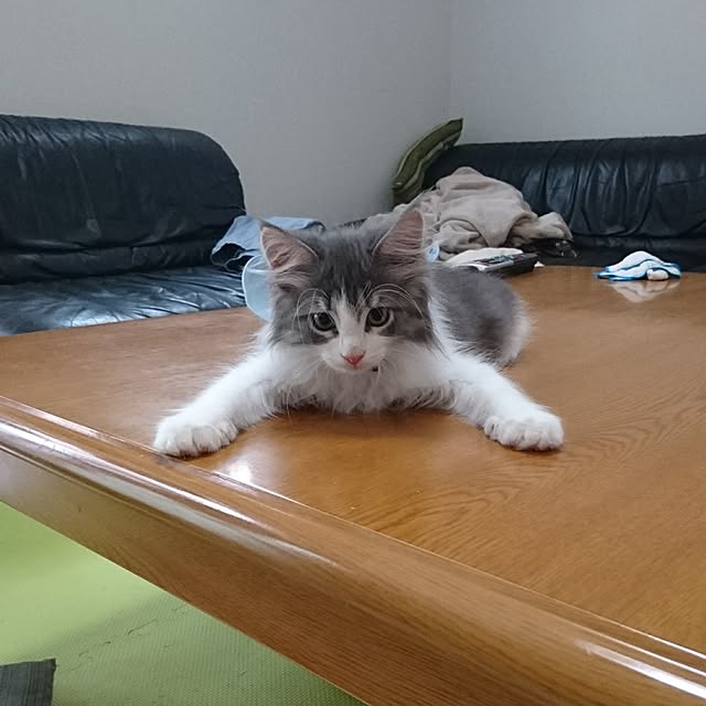 shinobuさんの実例写真