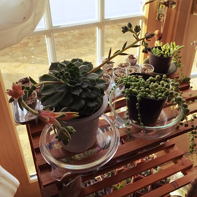 リビング/多肉植物のインテリア実例 - 2014-04-25 07:39:20
