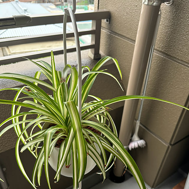koshiregutyoさんの部屋