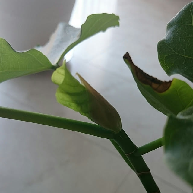 ucaさんの実例写真