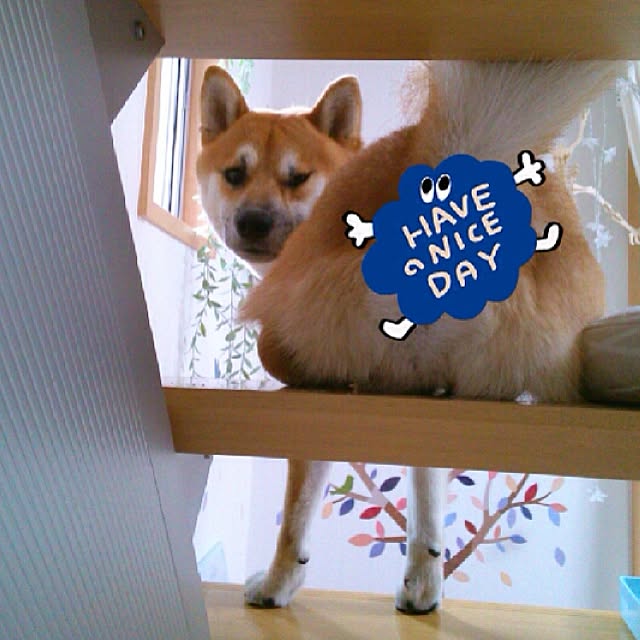 kotaさんの実例写真