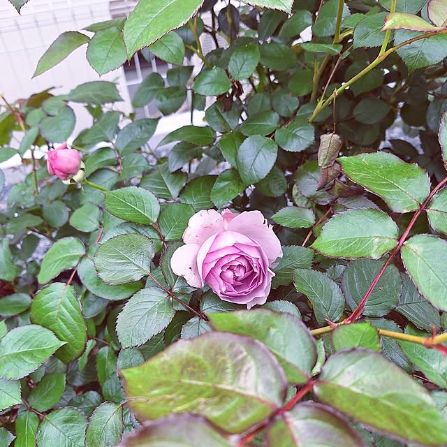 shiori.さんの部屋