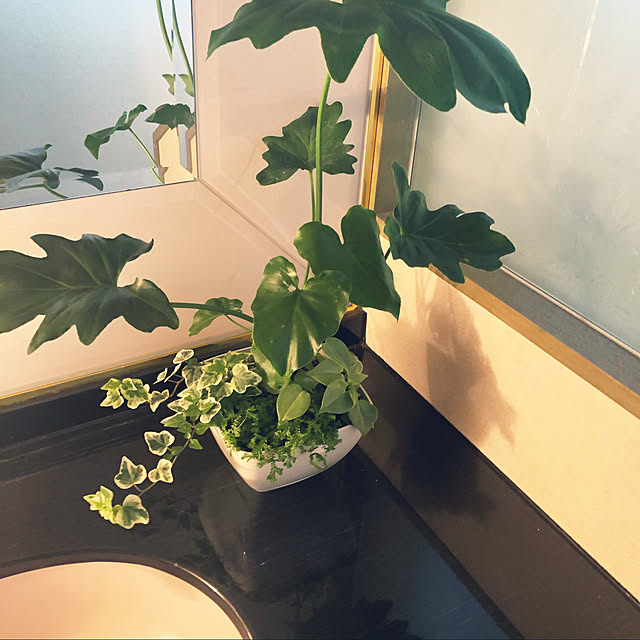 観葉植物/バス/トイレのインテリア実例 - 2020-06-13 17:35:53