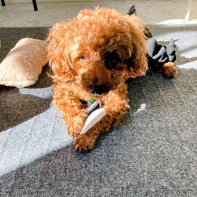 MOMOMAMAさんの部屋