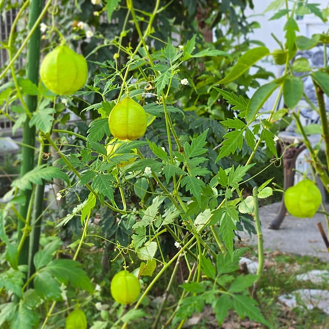 mayumiさんの部屋