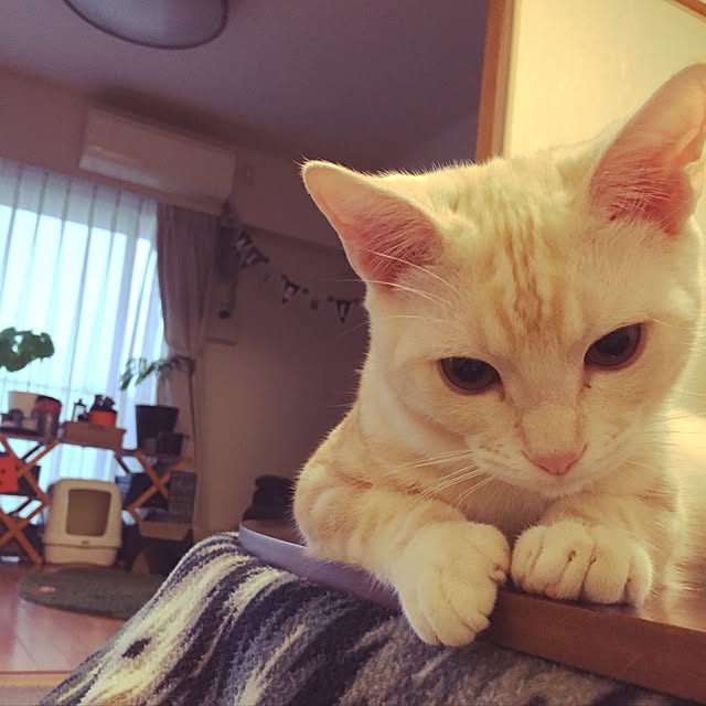 hiyupan88さんの実例写真