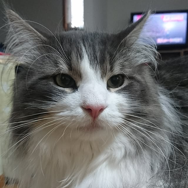 shinobuさんの実例写真