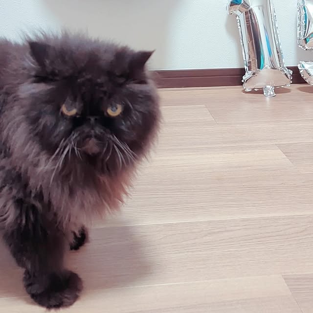 buddykoさんの部屋