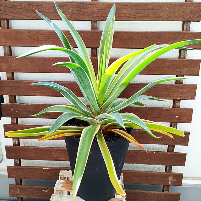 VERANDARJUNさんの実例写真