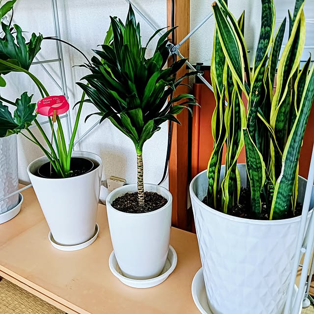 hanachanさんの実例写真