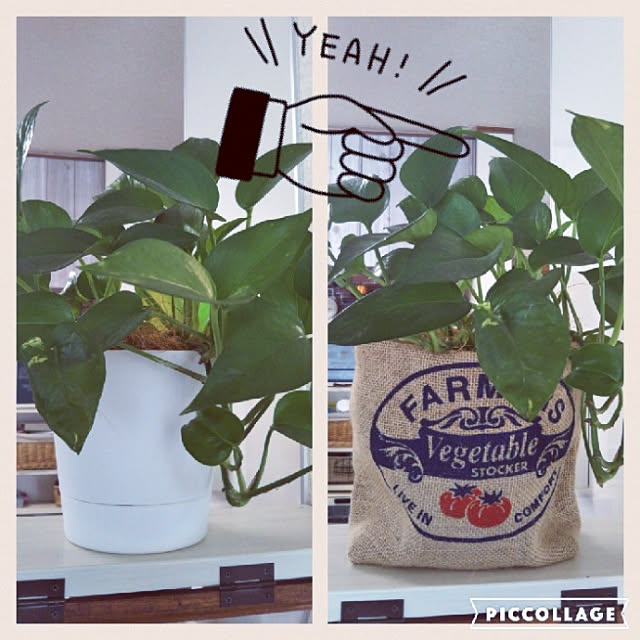 kana_ciiさんの実例写真