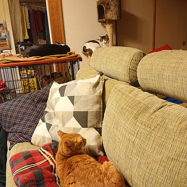 okyosan101さんの実例写真