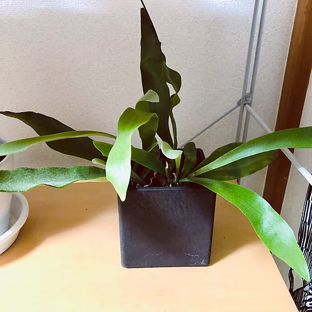 hanachanさんの部屋