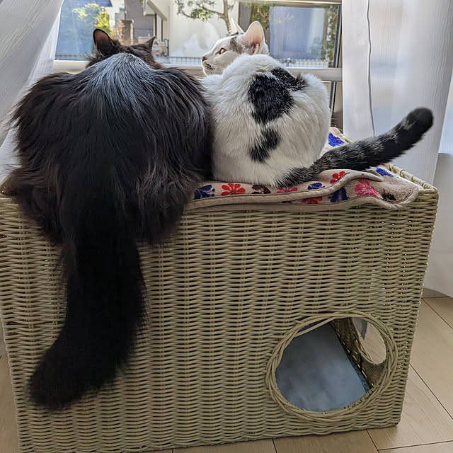 kumiさんの実例写真