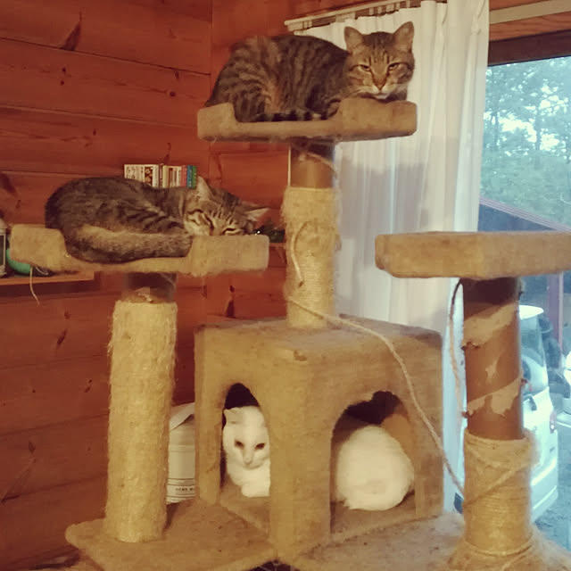 Maki-nekomamireさんの実例写真