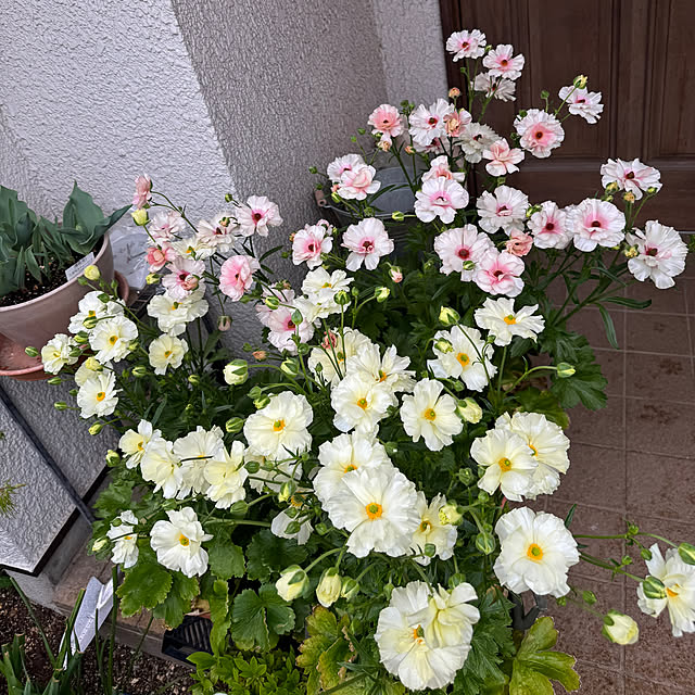 mamizaさんの実例写真