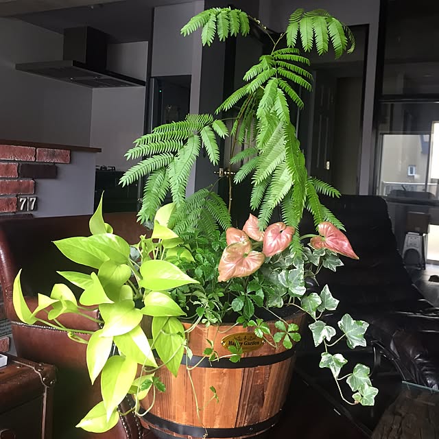 リビング/植物/観葉植物のインテリア実例 - 2015-11-18 11:37:23