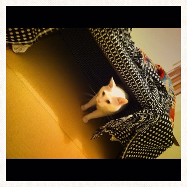 mameさんの実例写真