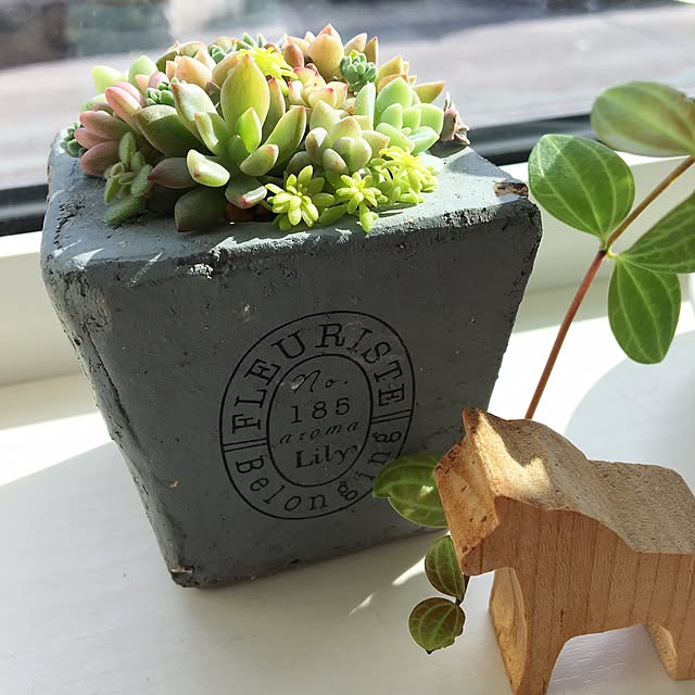 エケベリア 多肉植物 コンクリート鉢 - メルカリ