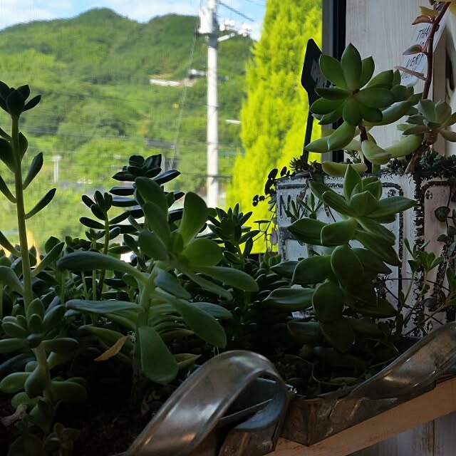 hitomiさんの実例写真