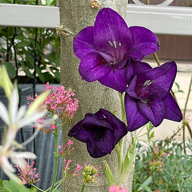 shiropenguinさんの部屋