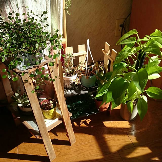 ベッド周り/観葉植物のインテリア実例 - 2017-02-08 21:20:53