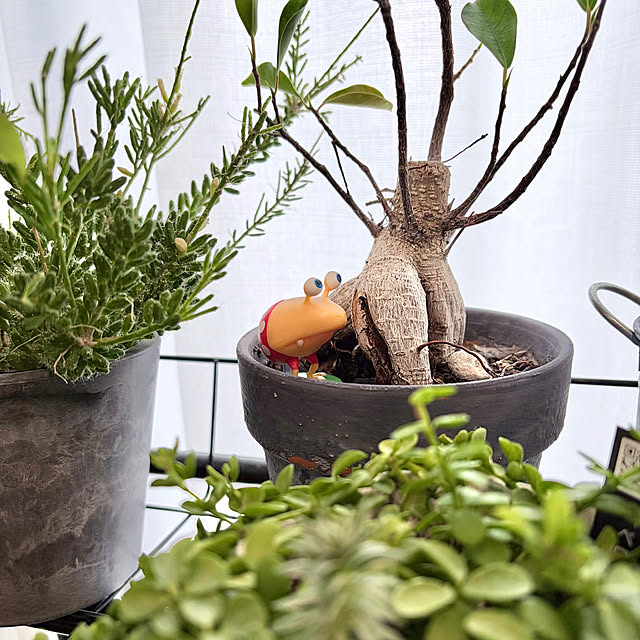 chipsさんの実例写真